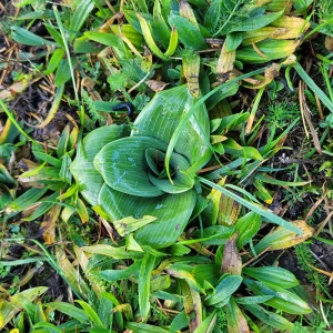 Festival BiodiverCiné 2025-4